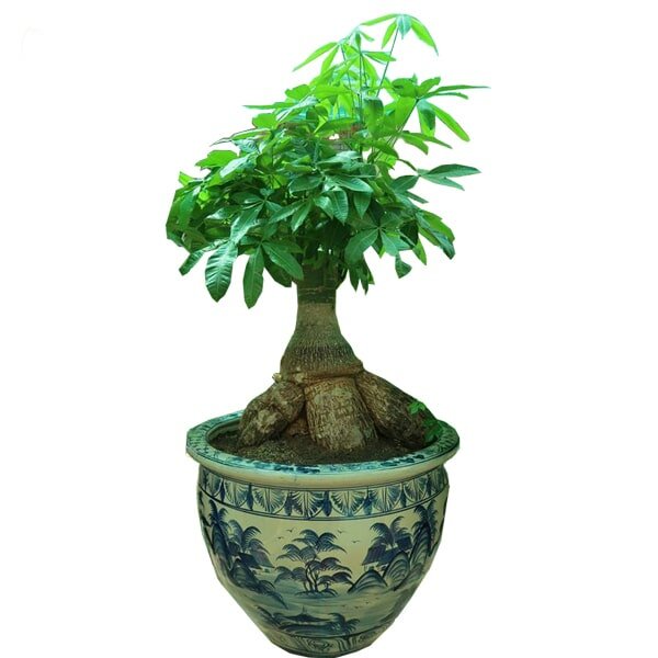 Cây bonsai để bàn làm việc hợp mệnh Hỏa năm 2020