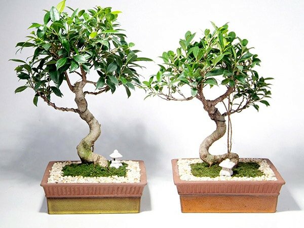 Cây bonsai để bàn làm việc hợp mệnh Mộc năm 2020