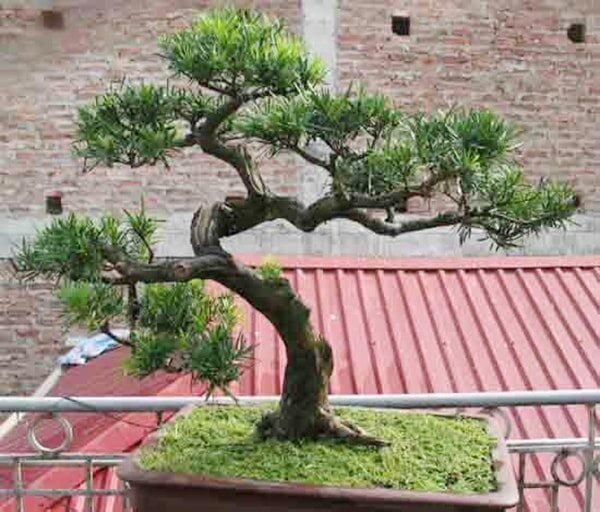 Cây bonsai để bàn làm việc hợp mệnh Thổ năm 2020