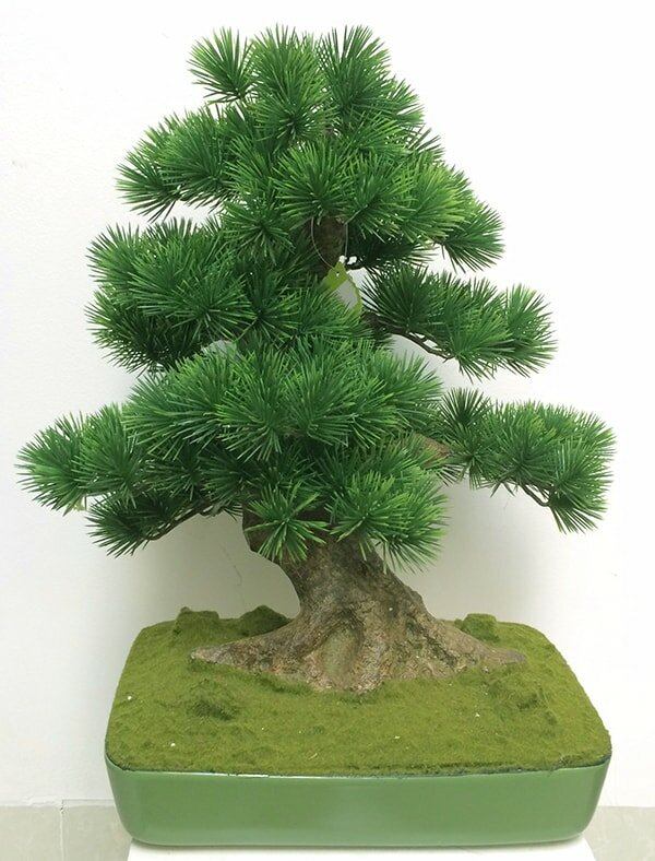 Cây bonsai để bàn làm việc hợp mệnh Thủy năm 2020