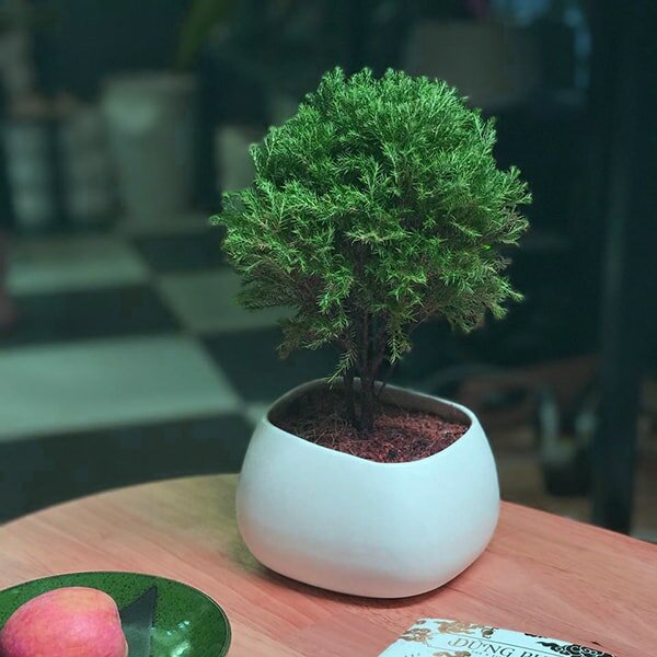 Cây bonsai để bàn làm việc hợp mệnh Thủy năm 2020