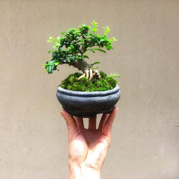 Cây bonsai để bàn làm việc hợp mệnh Kim năm 2020