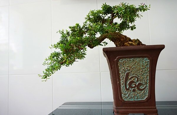 Cây bonsai là gì ? Các lợi ích cây bonsai để bàn làm việc mang lại