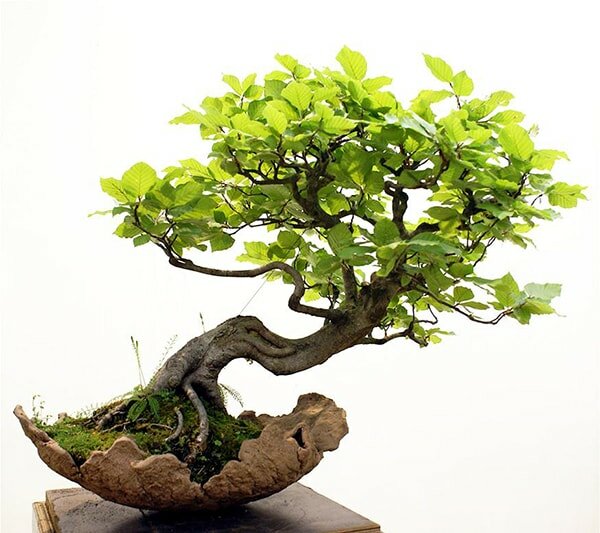 Cây bonsai