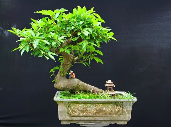 Cây bonsai