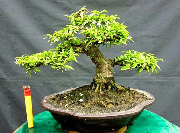 Cây bonsai