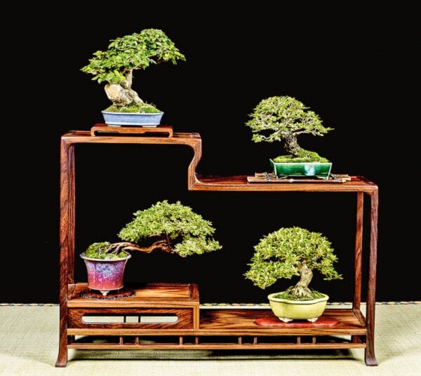 Cây bonsai là gì