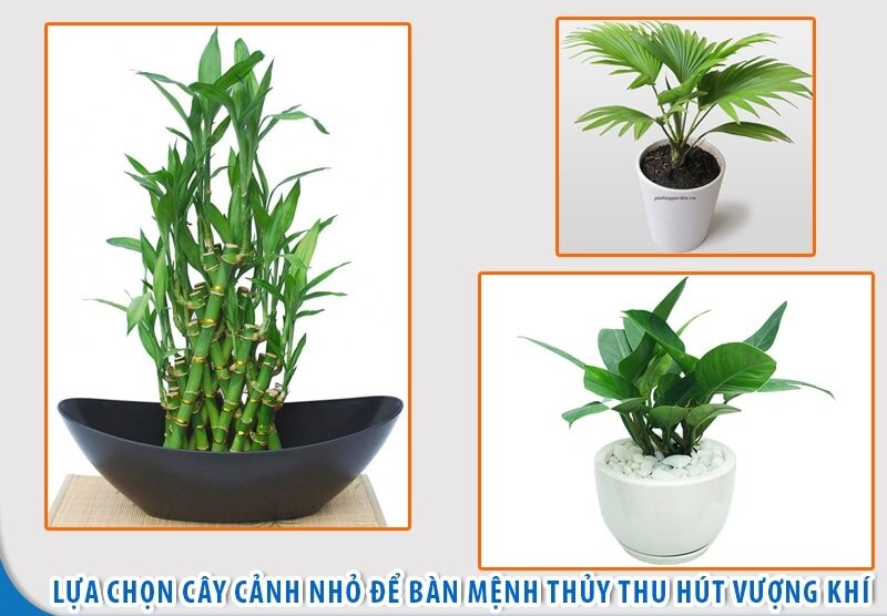 Cây cảnh mini phong thủy hợp mệnh thủy – TOP #3 Nên Xem