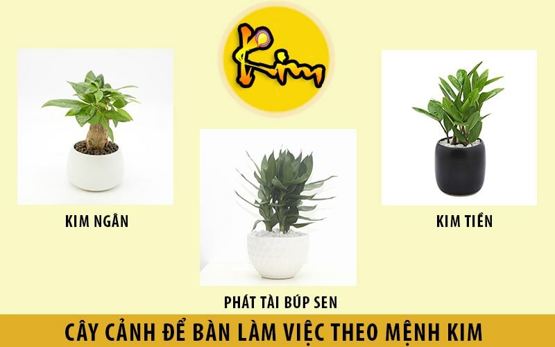 cách chọn cây phong thủy theo mệnh