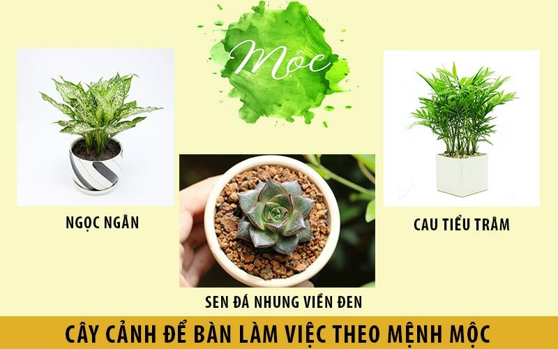 cách chọn cây phong thủy theo mệnh