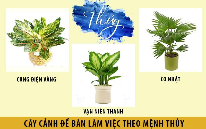 cách chọn cây phong thủy theo mệnh