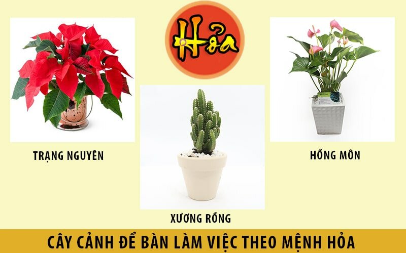 cách chọn cây phong thủy theo mệnh