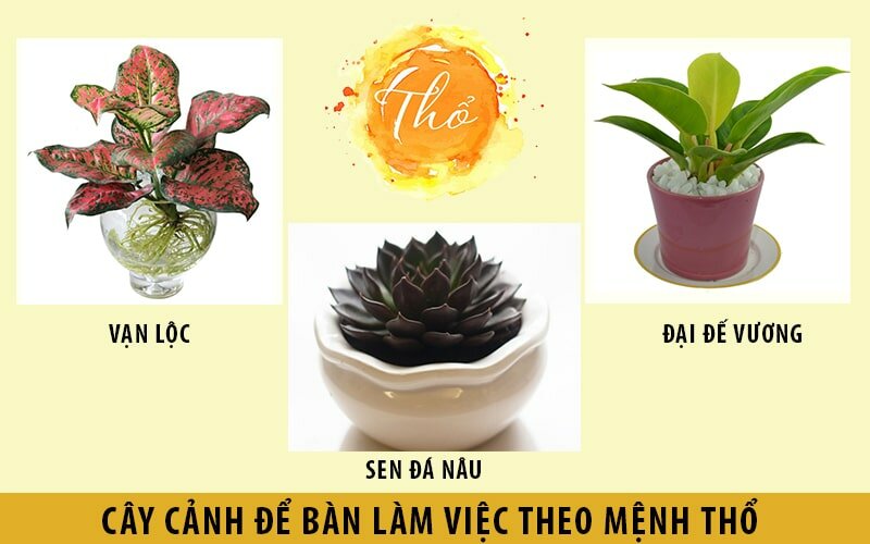 Cách chọn cây cảnh phong thủy theo mệnh mới nhất năm 2020